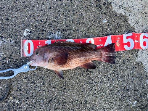 コブダイの釣果