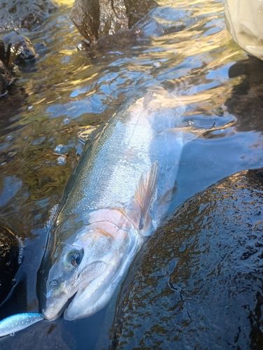 ニジマスの釣果
