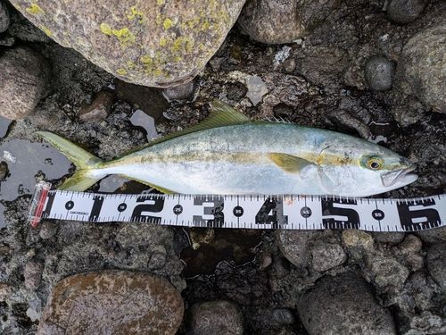 ヒラマサの釣果