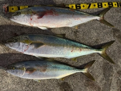 ヒラマサの釣果