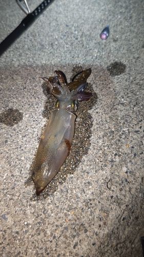 イカの釣果