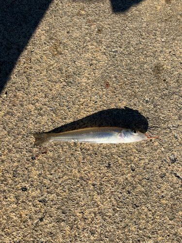 シロギスの釣果