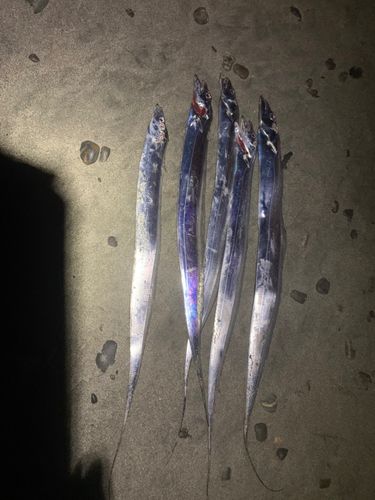 タチウオの釣果