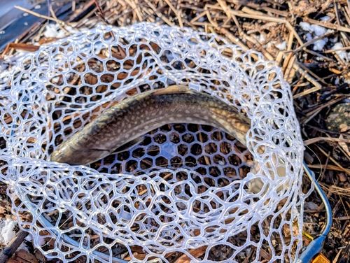 アメマスの釣果