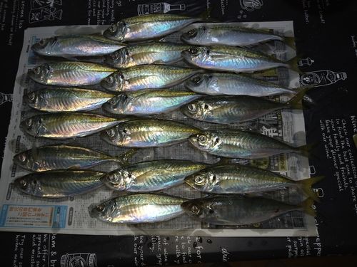 マアジの釣果