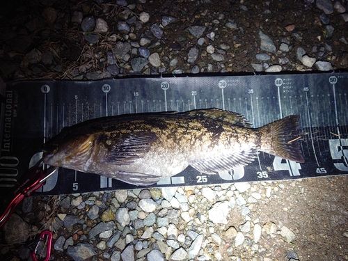 アイナメの釣果