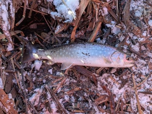 アメマスの釣果