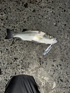 セイゴ（ヒラスズキ）の釣果