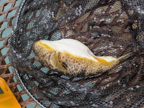 ヒガンフグの釣果