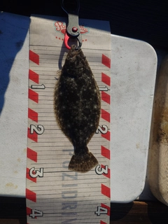 ソゲの釣果
