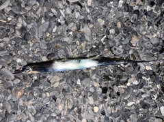 タチウオの釣果