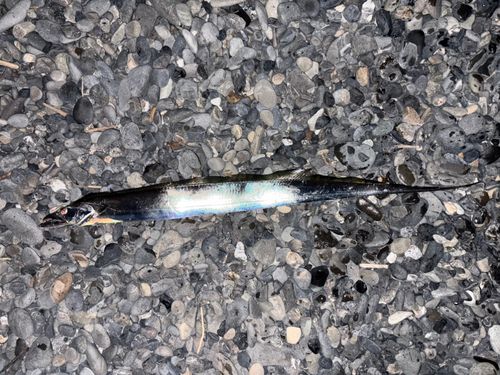 タチウオの釣果