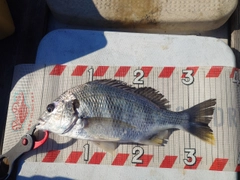 キビレの釣果