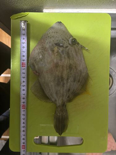 カワハギの釣果