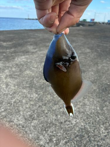 モンガラカワハギの釣果