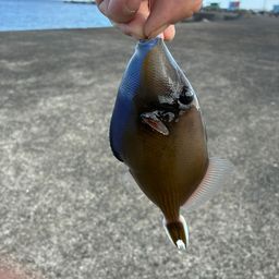 モンガラカワハギ