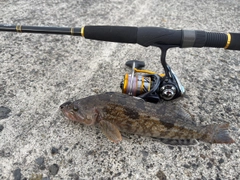 アイナメの釣果