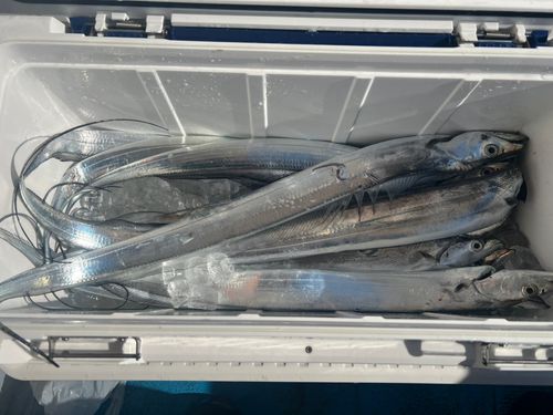 タチウオの釣果