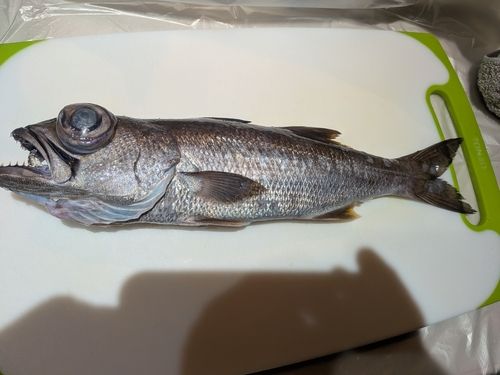 クロムツの釣果