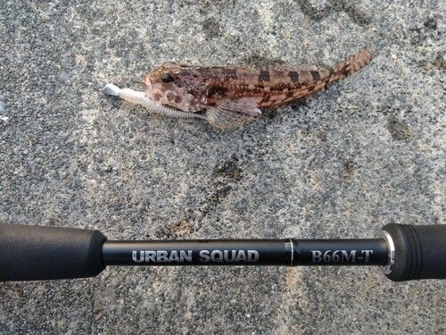 アナハゼの釣果