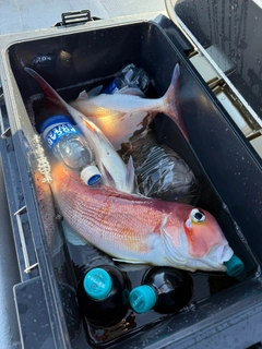 アマダイの釣果