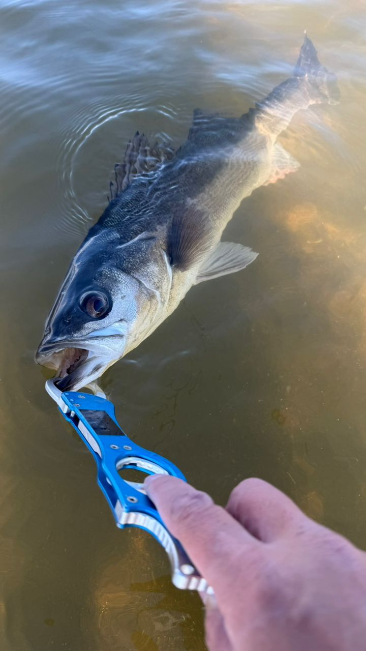 YAMAGA Blanks アーリー・フォーシーバス 97MMHの最安値・インプレ