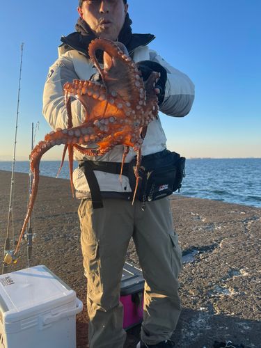 タコの釣果