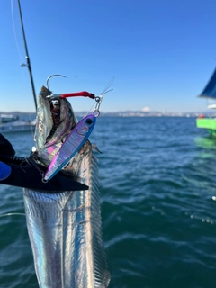 タチウオの釣果