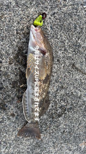 アイナメの釣果