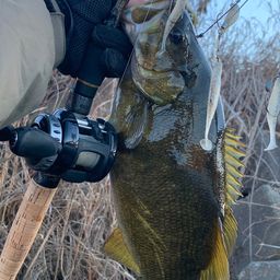 スモールマウスバス