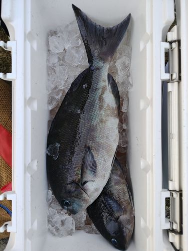 オナガグレの釣果