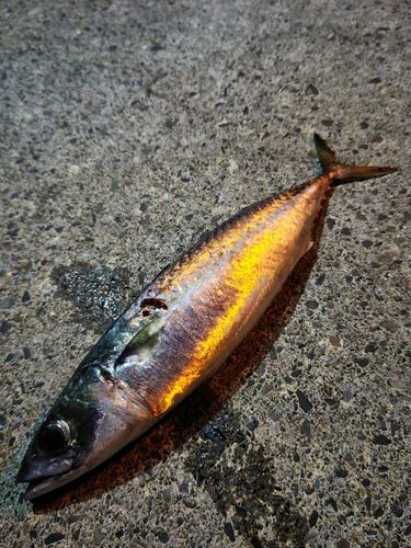 サバの釣果