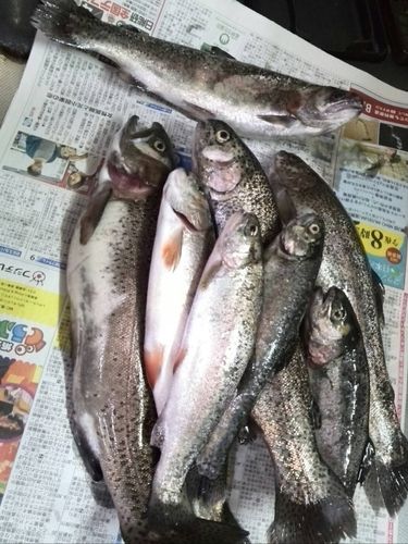 ニジマスの釣果