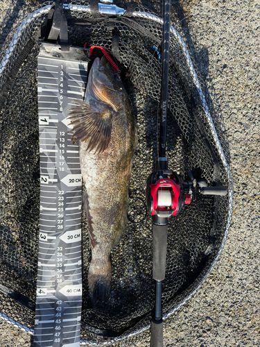 アイナメの釣果