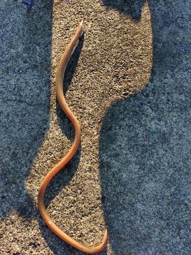 ダイナンウミヘビの釣果