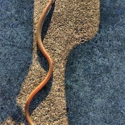 ダイナンウミヘビ