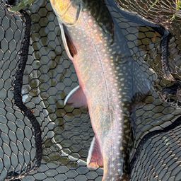 ブルックトラウト