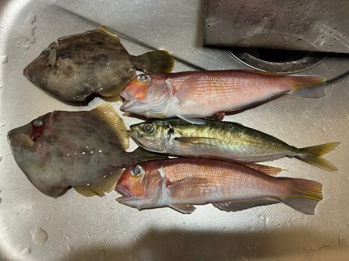 アマダイの釣果