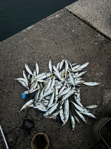 アジの釣果