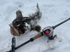 トウベツカジカの釣果