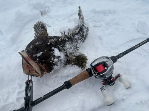 トウベツカジカの釣果