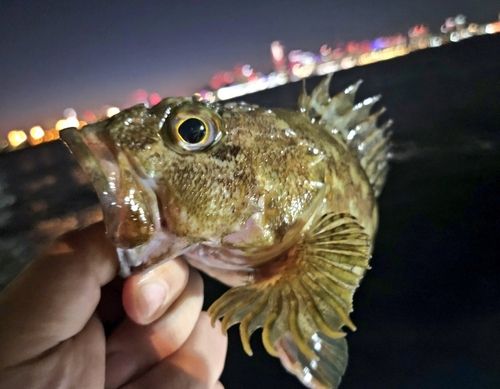 横浜沖堤防 旧赤灯