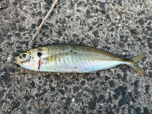 マルアジの釣果