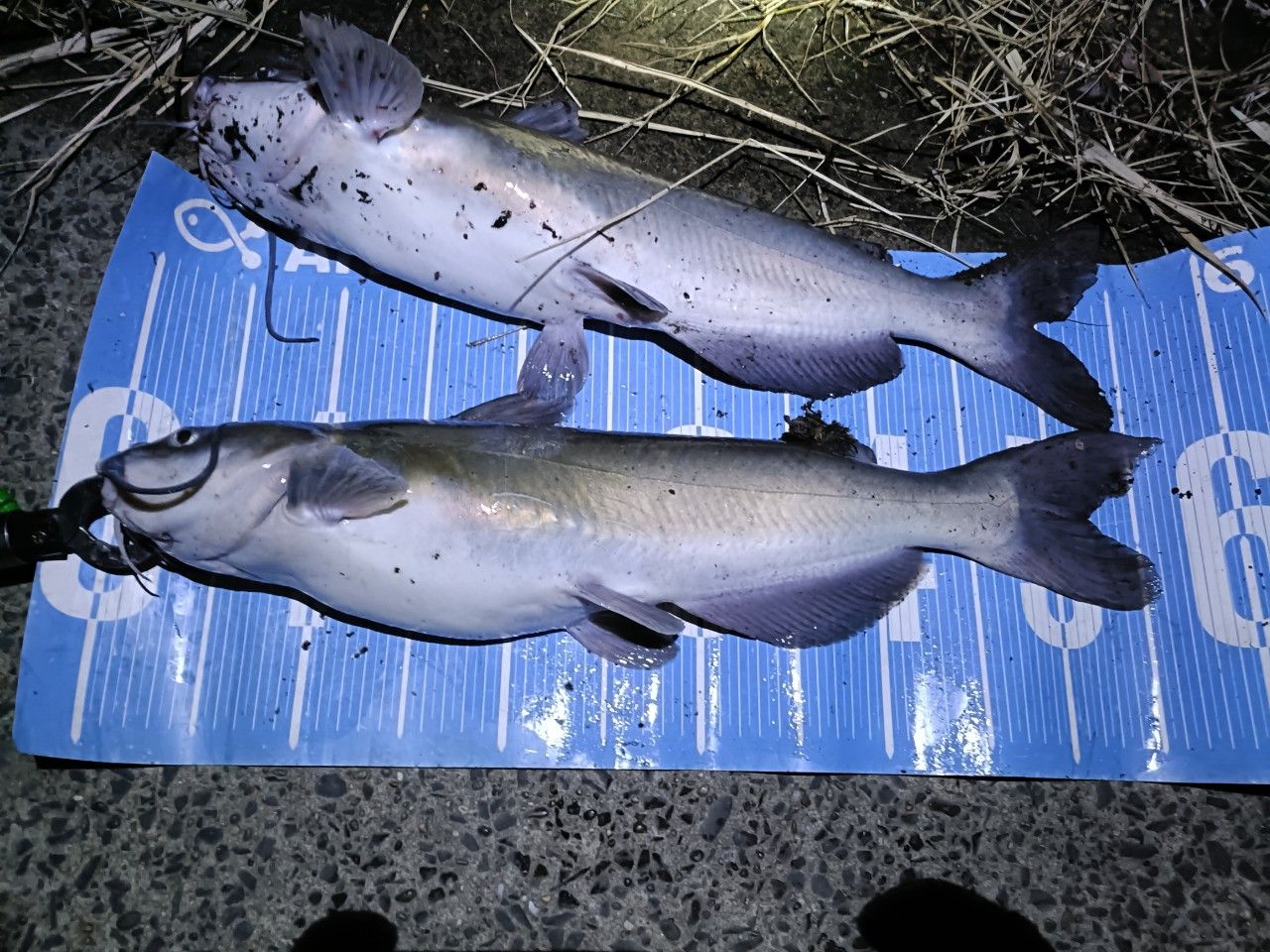 チャネルキャットフィッシュ