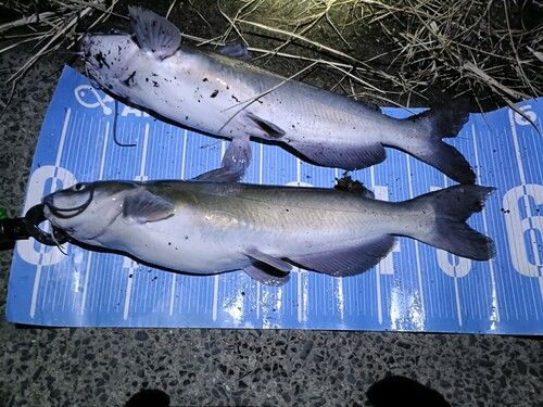 チャネルキャットフィッシュの釣果