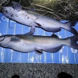 チャネルキャットフィッシュ