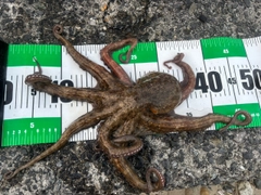 タコの釣果
