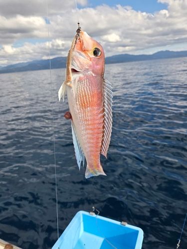 アマダイの釣果