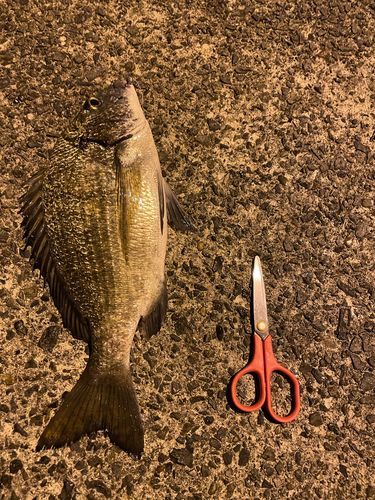 ミナミクロダイの釣果