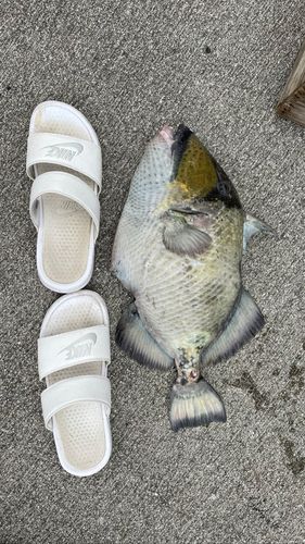ゴマモンガラの釣果